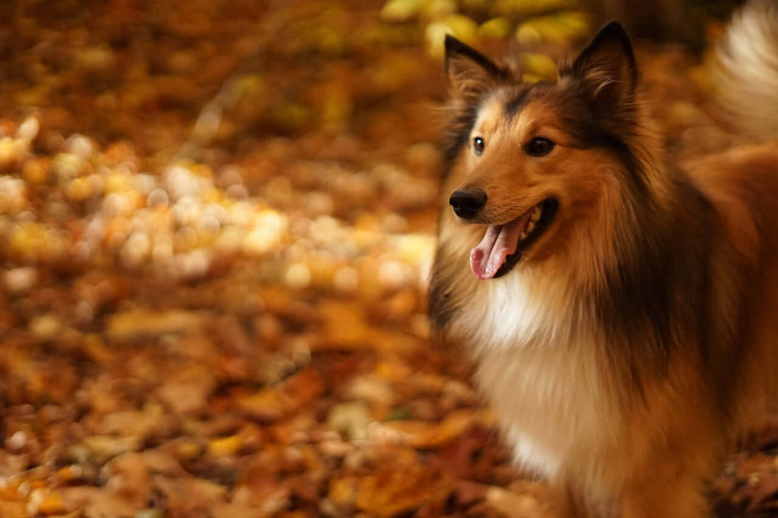 Nopeat laboratoriotestitoimitukset Vetmanilta