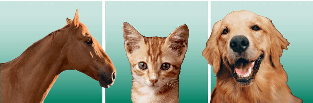 Mila International: alan parhaat kertakäyttöiset erikoistuotteet