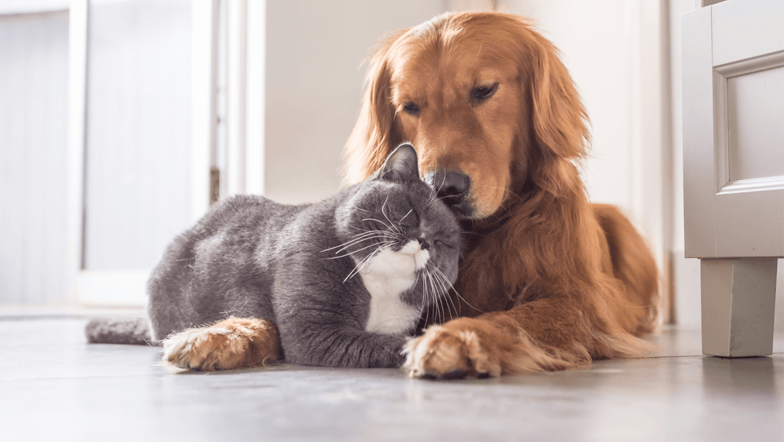 Uudet MELAG-innovaatiot tehostavat työpäivääsi, tutustu ja hyödynnä erikoistarjouksemme!