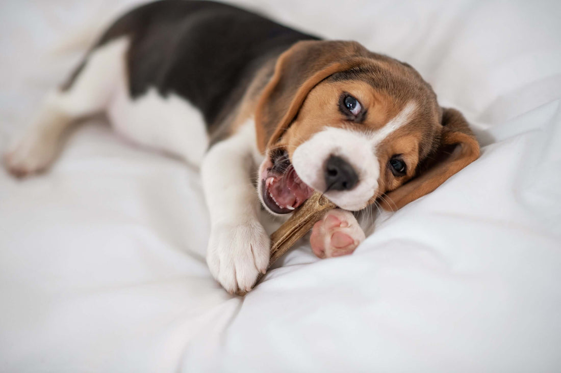 Koirien ja kissojen hampaiden hoito