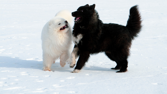 Menestyksekästä uutta vuotta 2026!