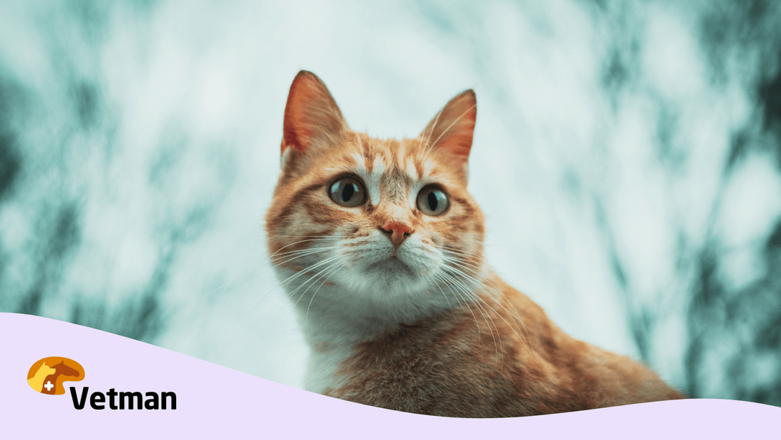 Panosta hygieniaan nykyaikaisilla ja tehokkailla ratkaisuilla