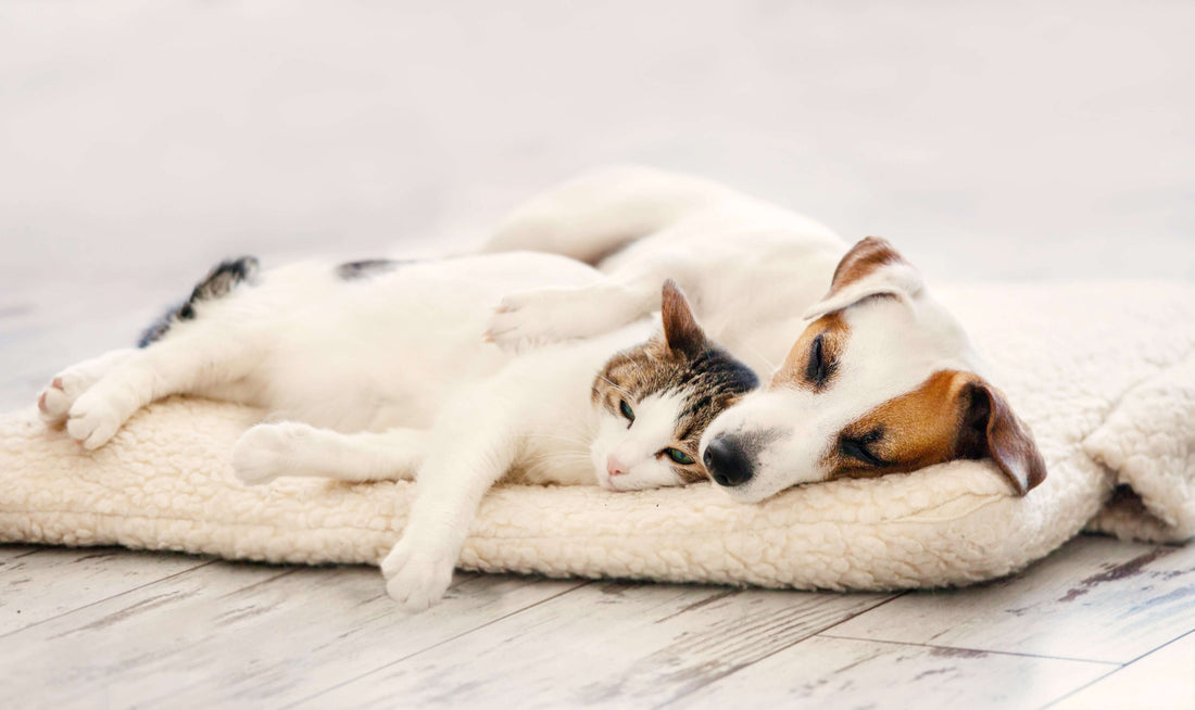 Tehokkaat HEINE-erikoisvälineet eläinklinikoille tarkan diagnoosin tueksi