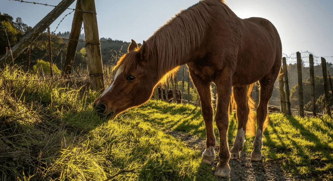 Erinomaisella kuvanlaadulla varustetut Dramińskin ultraäänilaitteet -10% kesäkuun loppuun