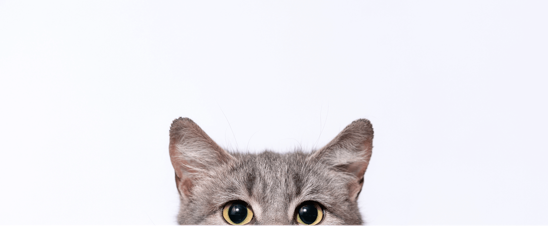 Eläinlääkäripäivät lähestyvät!