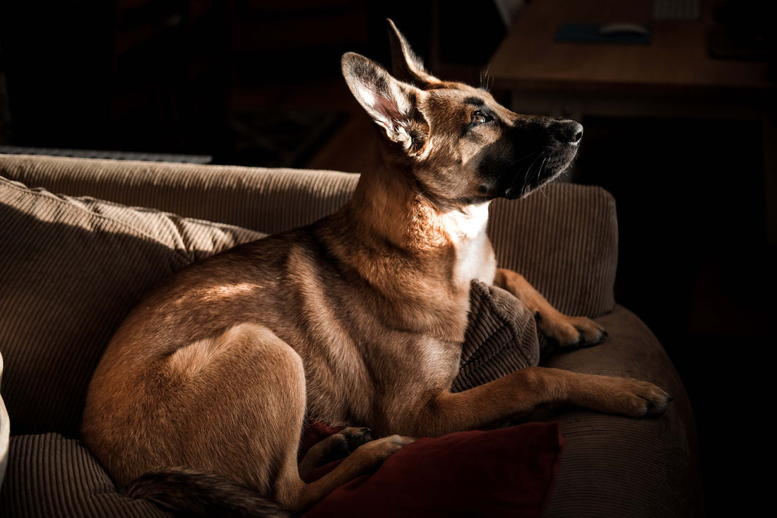 B.Braun järjestää kaikille maksuttoman kansainvälisen webinaarin eläinten haavanhoidosta!