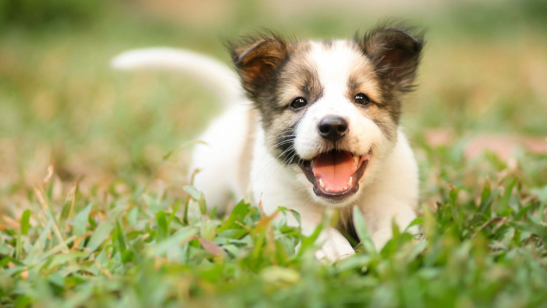 Tutustu uuden sukupolven ultraäänitekniikkaan ja edistykselliseen teknologiaan