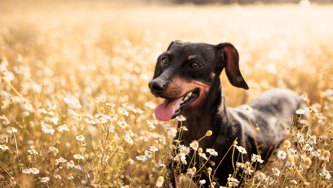 Huipputehokkaat laitteet puhtauden ja turvallisuuden varmistamiseen