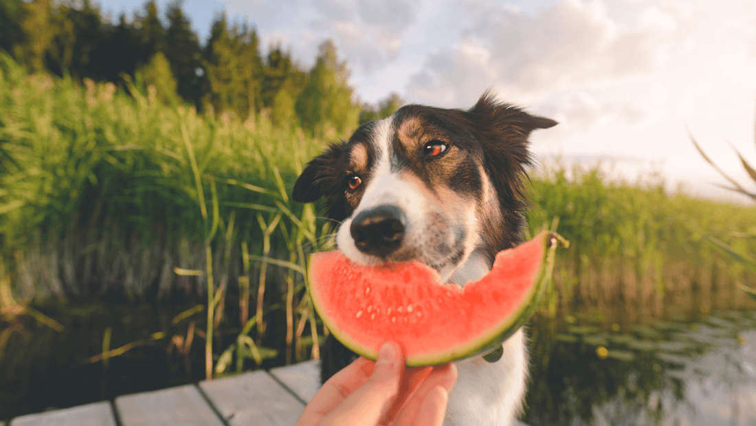 Sujuvuutta hampaiden hoitoon laadukkailla kertakäyttötuotteilla