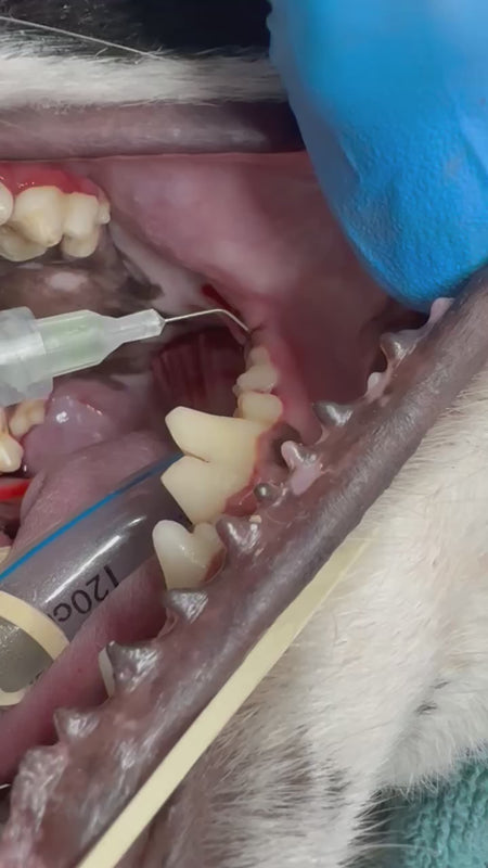 PerioVive | Hyaluronic acid gel