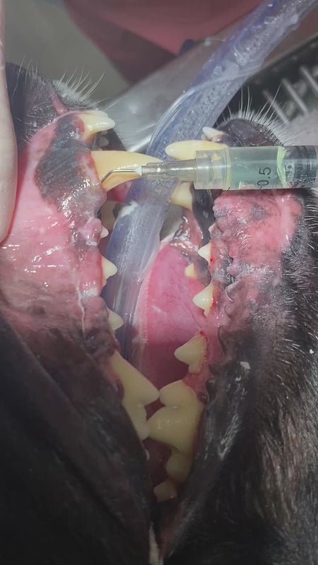 PerioVive | Hyaluronic acid gel